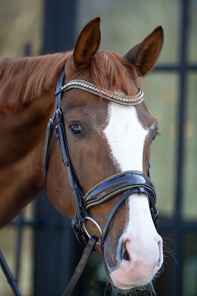 HB Showtime Hoofdstel It Is So Special - Brown-Gold Full