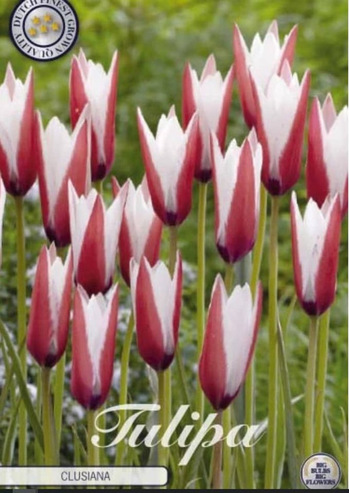 Clusiana Botanical Tulpen Bollen 10 stuks bolmaat 5/6