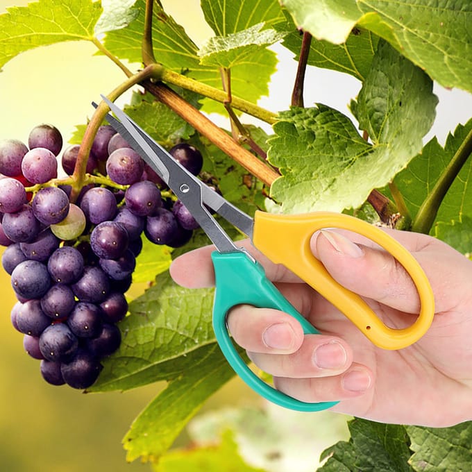 Sécateurs à lame courbe pour la taille de la vigne Acier inoxydable Ciseaux à bonsaï Ciseaux pour la cueillette des branches de fruits yellow
