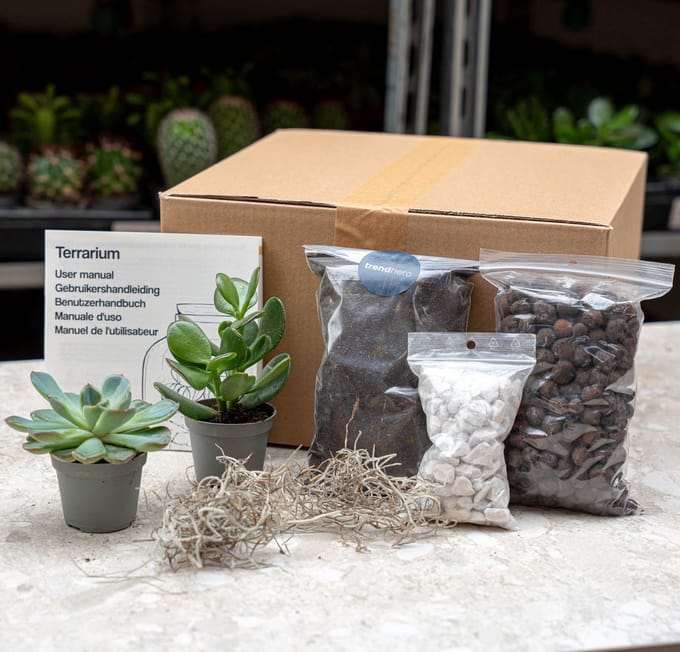 Succulenten S/M - Terrarium navul- & starterset - 2 succulenten - DIY