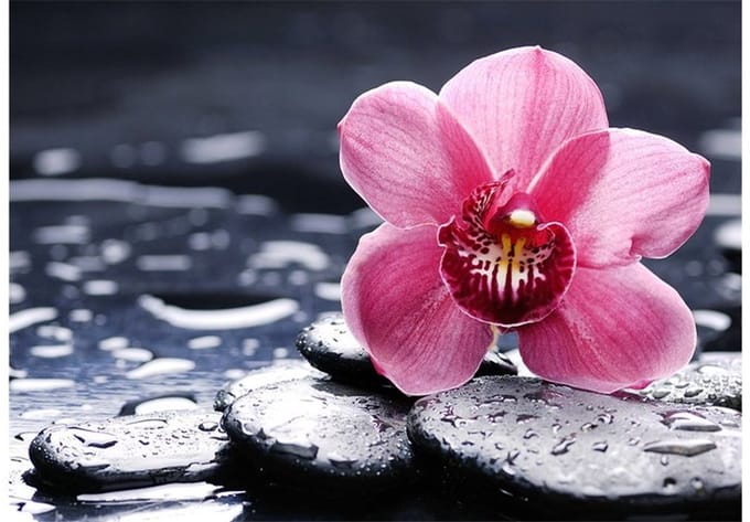 Diamond painting - Orchid Wanda 38x27 cm