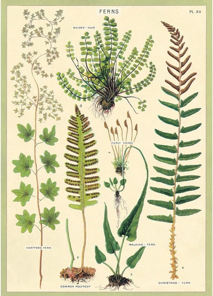 Poster Varens - Cavallini & Co - Ferns Schoolplaat