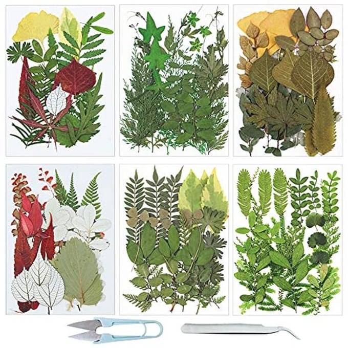 Natuurlijke Gedroogde Geperste Bladeren Set voor Creatief Handwerk