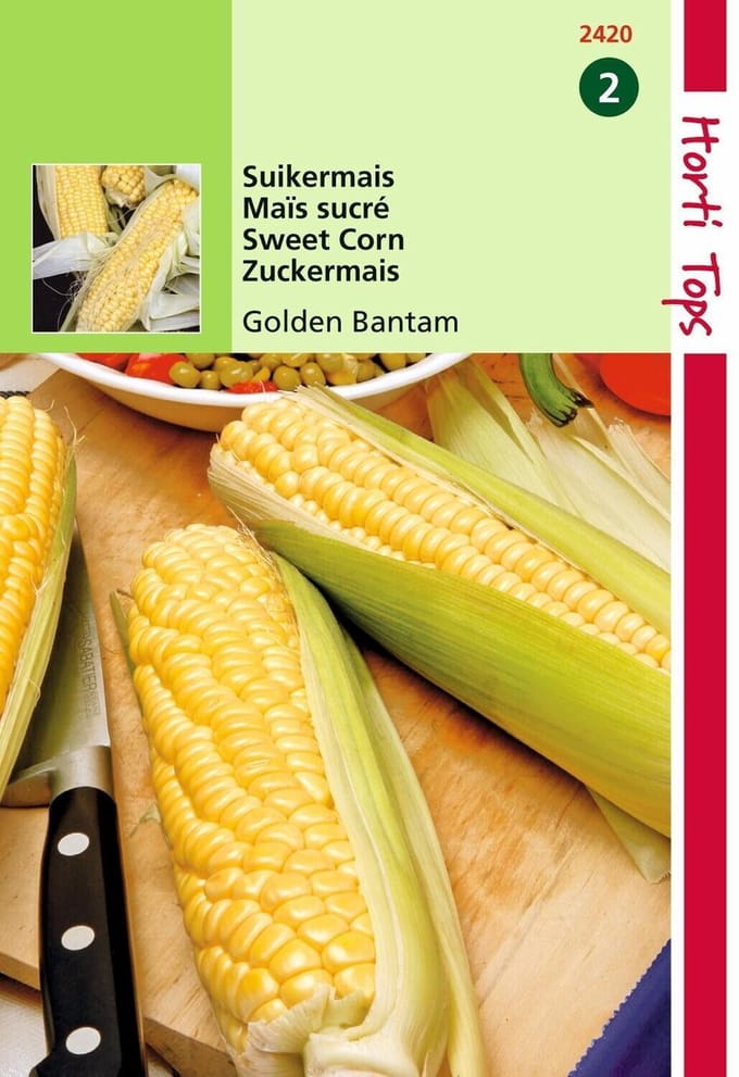 2 stuks Hortitops Suikermais Golden Bantam