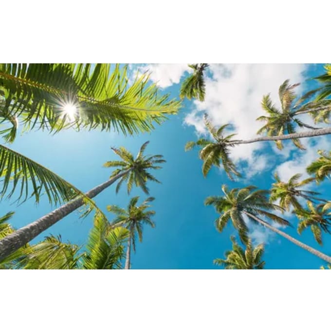 Vanilla Lime Fotobehang Coconut Heaven Ii - Meerkleurig - 2,80m X 450cm