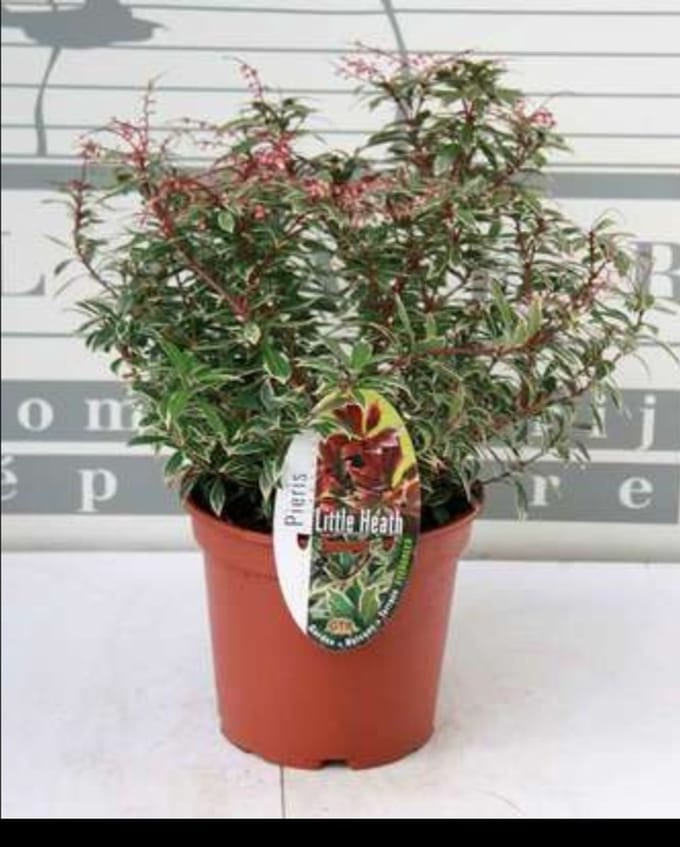 Pieris jap. 'Little Heath' - Rotsheide 'Little Heath' , Lavendelheide 20- 30 cm in pot