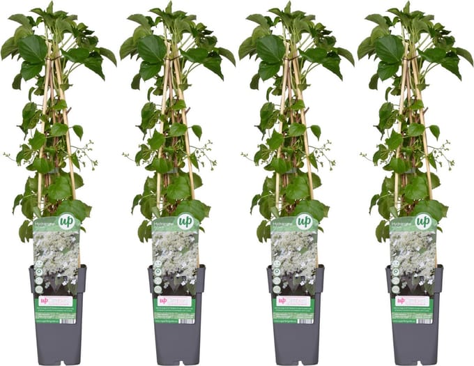 4x - Klim Hortensia, kleur wit, Hydrangea petiolaris - ↨65cm - Ø15