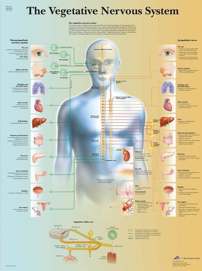 Vegetatief zenuwstelsel poster (gelamineerd, 50x67 cm)