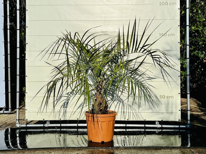 Palmboom - Geleipalm - Butia Capitata - Winterhard - Pot ⌀ 35cm - Hoogte  130-150cm