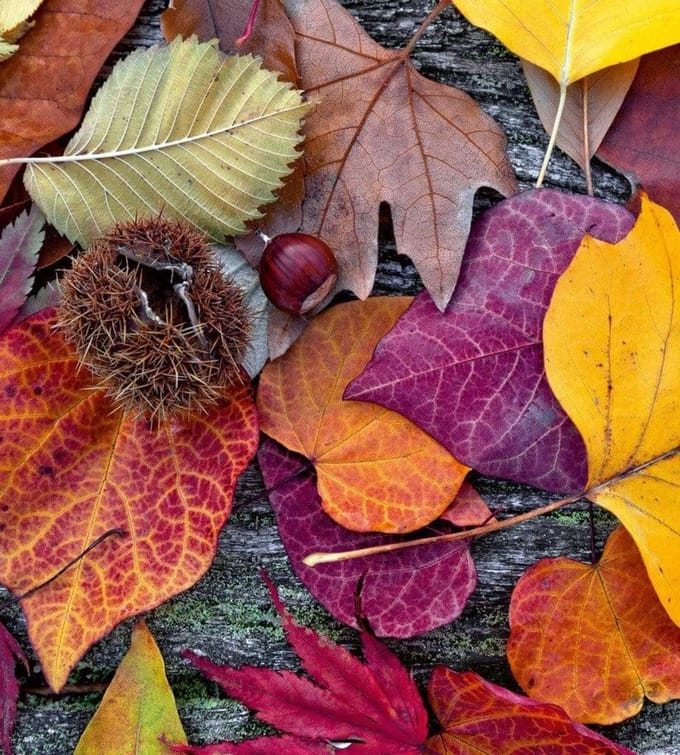 Fotobehang - Autumn Leaves 225x250cm - Vliesbehang