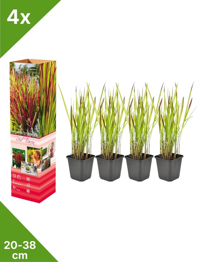 GARDENZO - 4x Japans Bloedgras - Imperata cyl. 'Red Baron' - in P9 pot