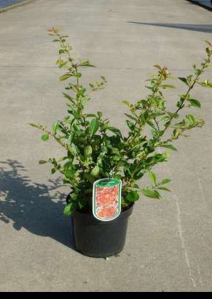 Chaenomeles sup. 'Nicoline' - Sierkwee 30- 40 cm in pot