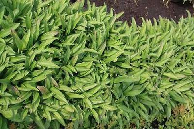 6x Vingerhoedskruid - Digitalis hybr. Glory of Roundway' | 9x9 cm pot