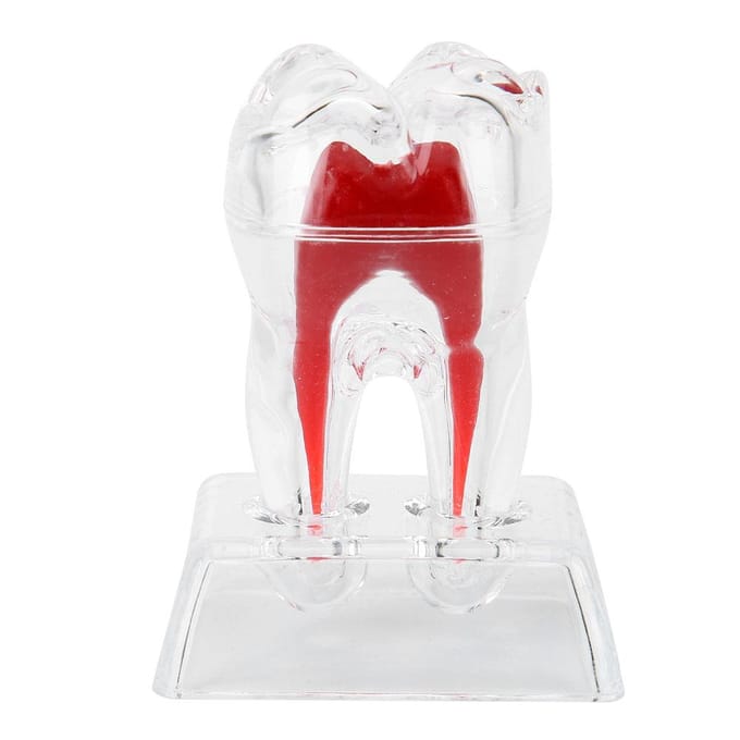 Modèle de dents dentaires séparables en plastique dents endodontiques outil éducatif pour étudiants white