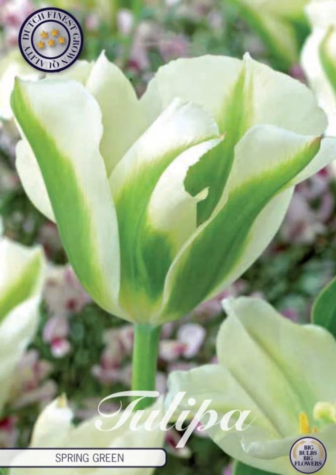 Spring Green Viridiflora Tulpenbollen 10 stuks bolmaat 12+