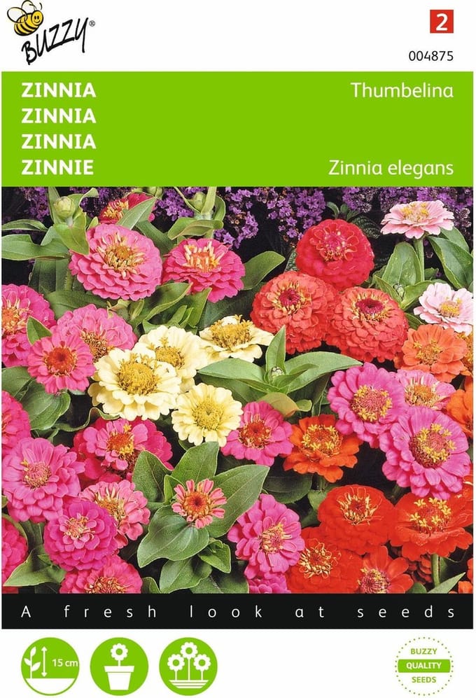2 stuks - Buzzy - Zinnia elgegans Thumbelina Gemengd