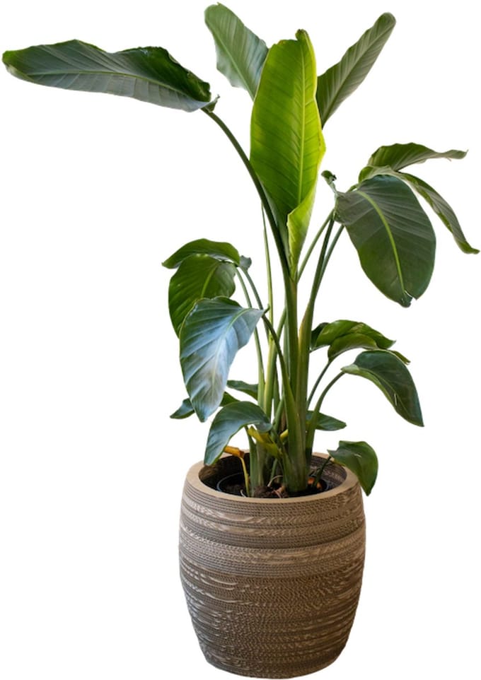 Kartonnen plantenpot cyperus - Diameter 42 cm - Kartent
