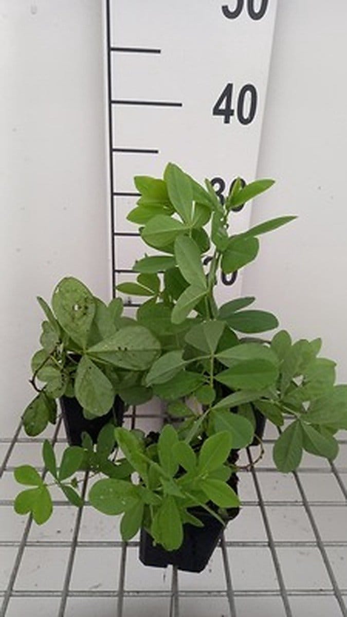 6x Valse Indigo - Baptisia decadence 'Blueberry Sundae' | 9x9 cm pot