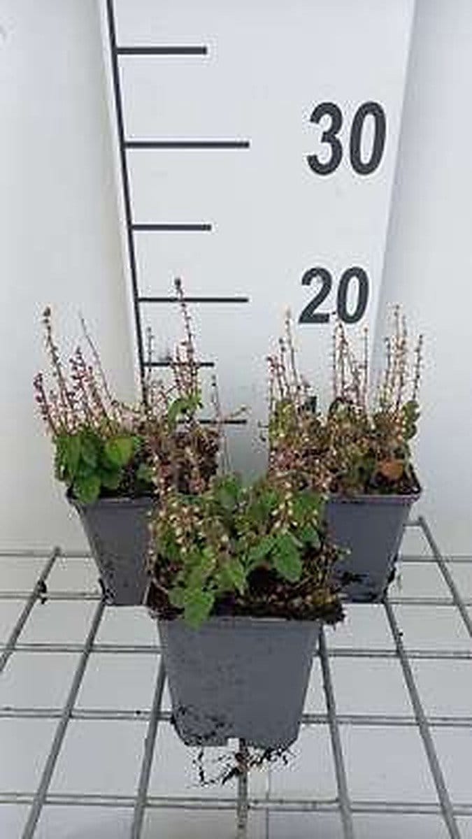 6x Scutellaria incana var parviflora - Glidkruid 9 x 9 cm pot