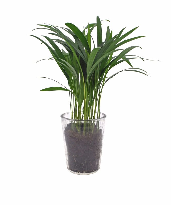 Dypsis Areca | 25cm | Vaasglas