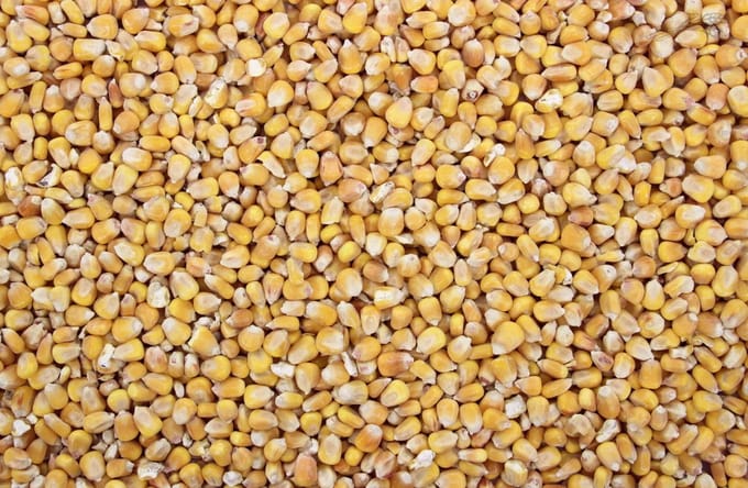 Mais Frans Heel - 2 kilo - aas - om zelf te koken - 2 kilo