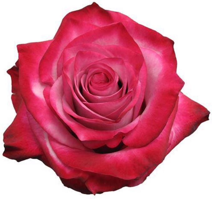 20x Rosa deep purple 40cm
