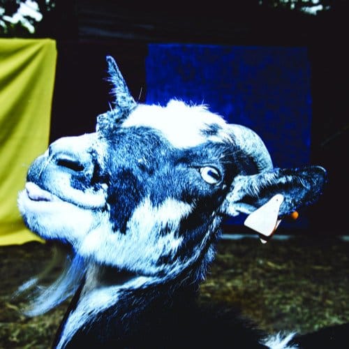 Day Trip To The Petting Zoo - Barely Autumn