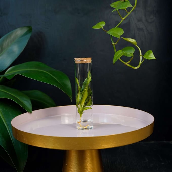 Tubes | plant in glas |Dracaena