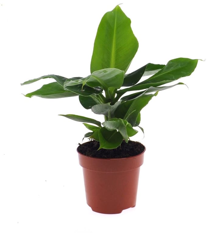 Musa 'Tropicana' - Hoogte 35cm - Pot 12cm