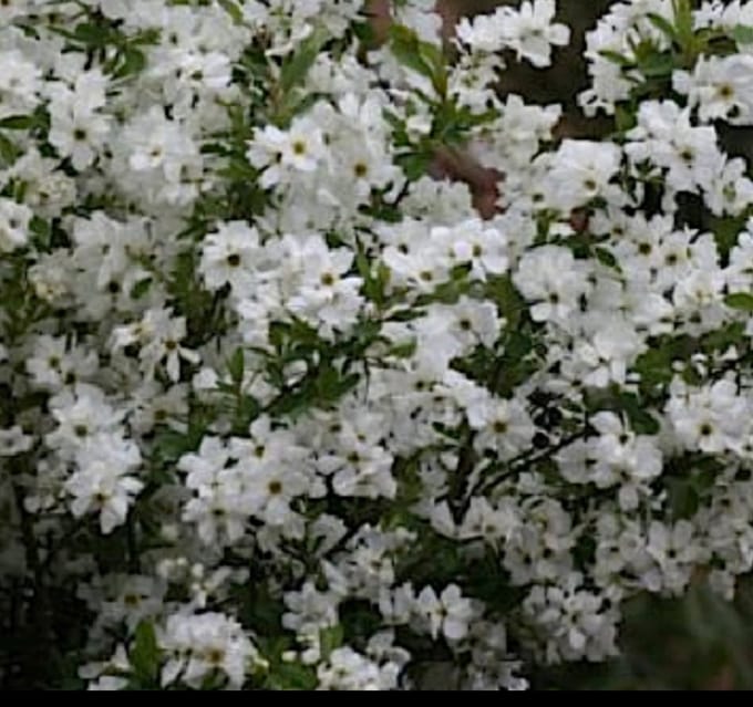 Exochorda racemosa 'Niagara'® - Parelstruik 25- 30 cm in pot