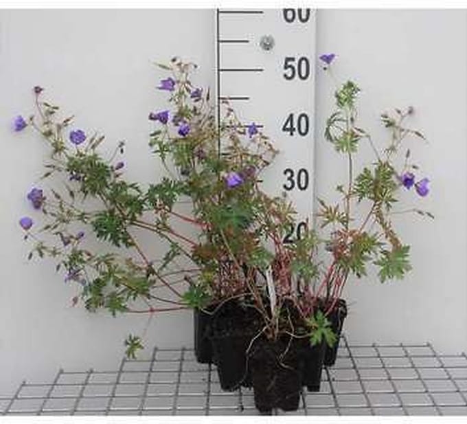 6x Ooievaarsbek - Geranium hybr. 'Brookside' | 9x9 cm pot