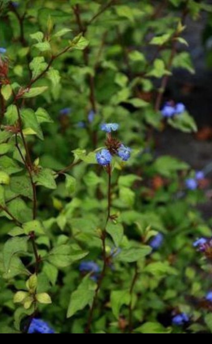 Ceratostigma willmottianum - Loodkruid 30- 40 cm in pot