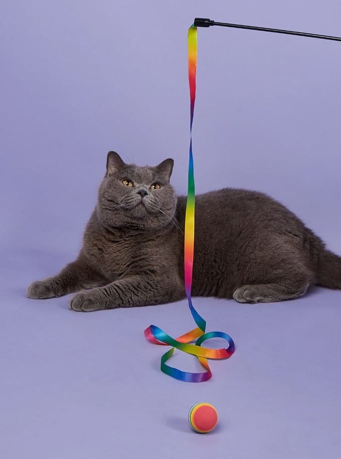 Kattenhengel regenboog + balletje - Pippashop