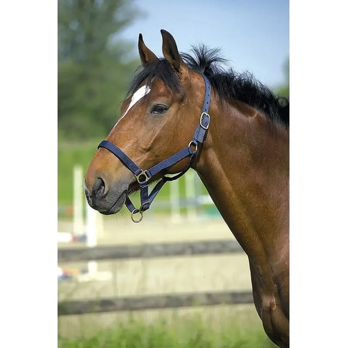 Halster voor paarden Norton Doublé cuir