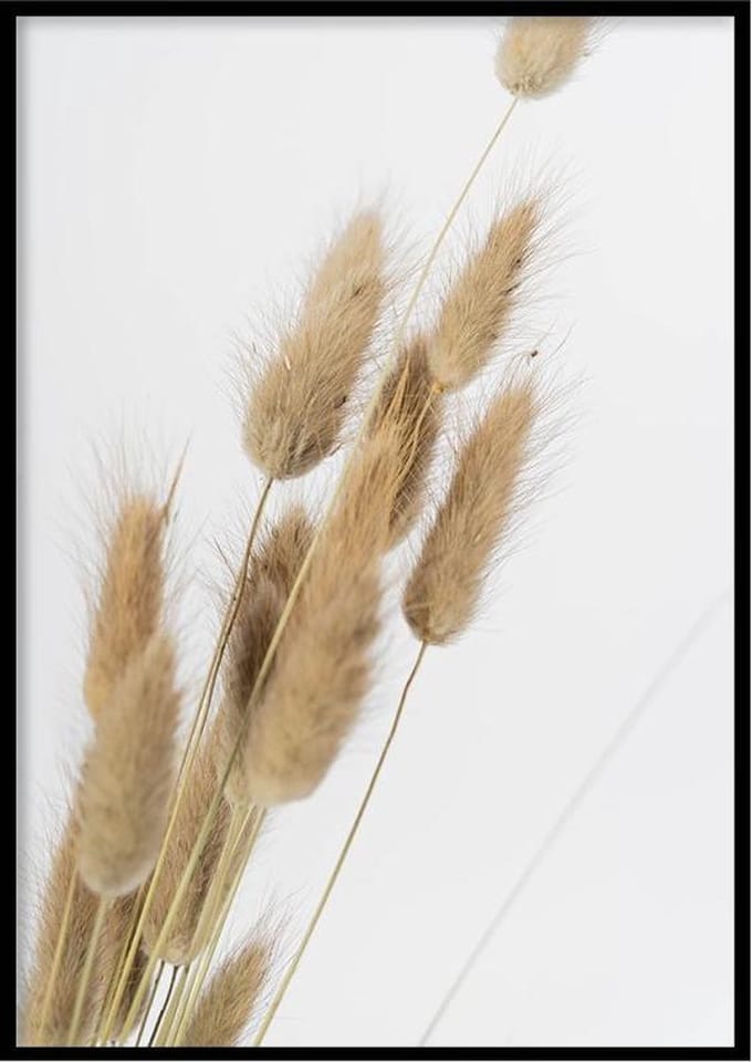 Poster Dried Lagarus - 30x40cm - Poster Droogbloemen