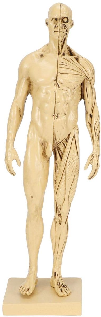 Allecto - Hars Menselijk Spier Model - Anatomie Model - Levensgroot - Menselijk Spier Figuur - Geschikt voor Onderwijs - Mini Formaat