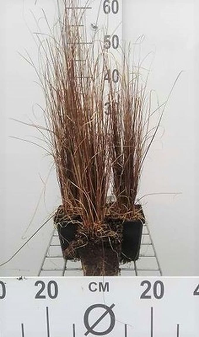 6x Zegge - Carex buchananii | 9x9 cm pot