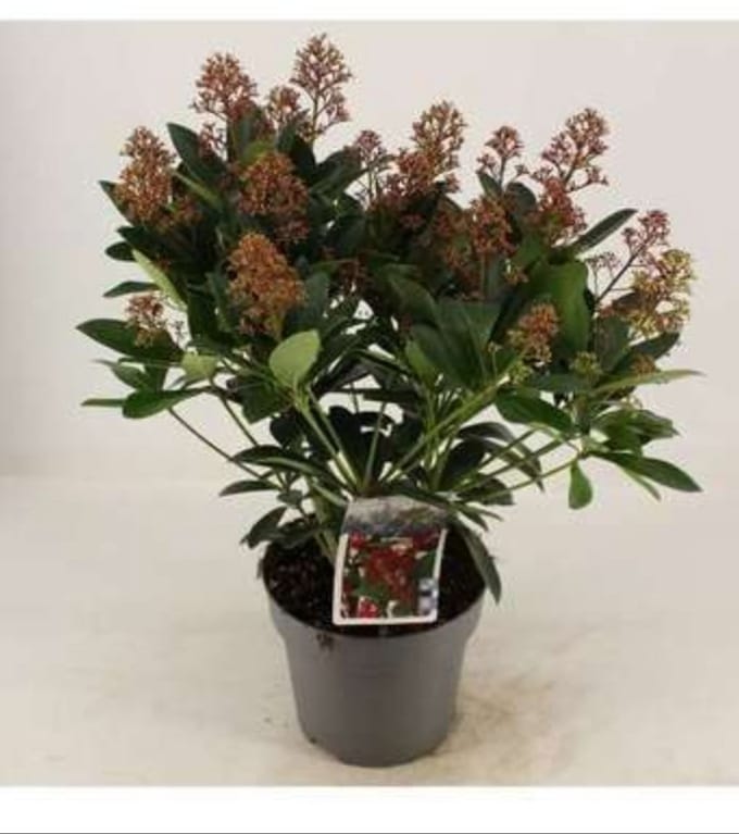 Skimmia jap. 'Rubella' - Skimmia 30- + cm in pot