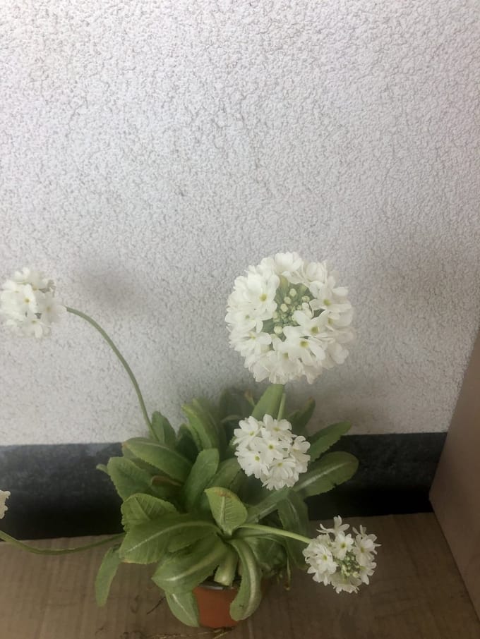 6x Kogelprimula, kogelsleutelbloem, bolprimula - Primula denticulata 'Alba' | 9x9 cm pot