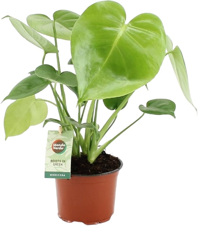 Monstera deliciosa - Hoogte 40cm - Pot 12cm