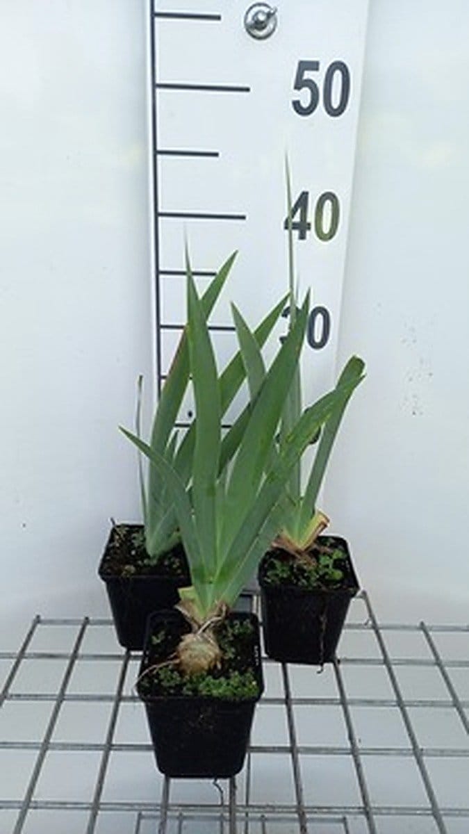 6x Baardiris - Iris (germ.) 'Pink Horizon' | 9x9 cm pot