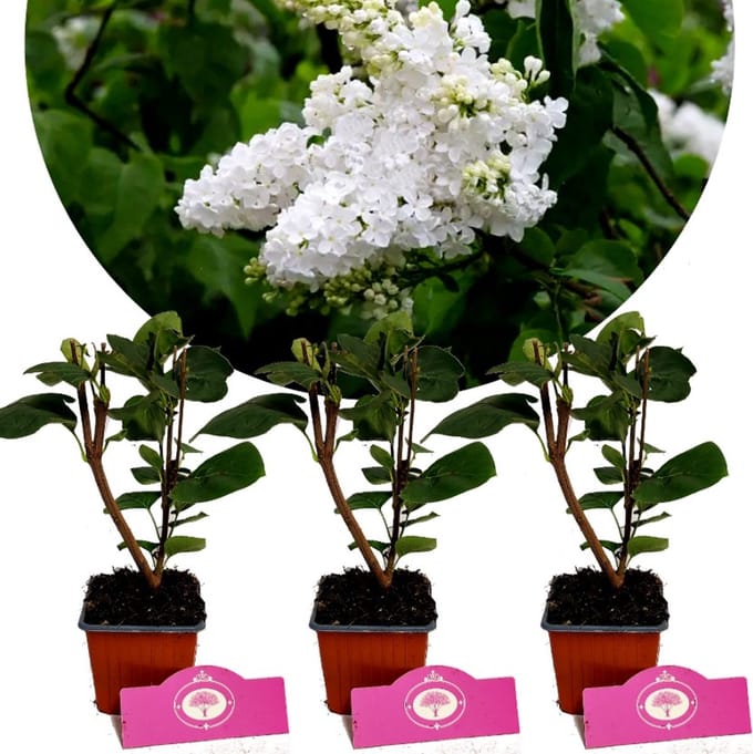 Set van 3 Seringen - Syringa vulgaris 'Monique Lemoine' - Witte bloem - 9cm pot