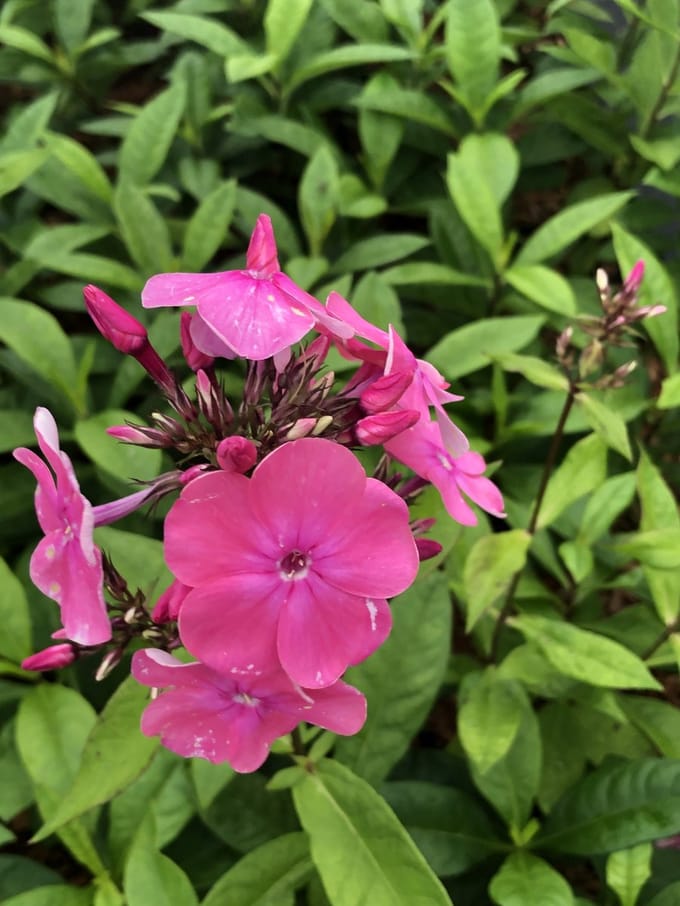 6x Vlamboem - Phlox (p) 'Rijnstroom' | 9x9 cm pot