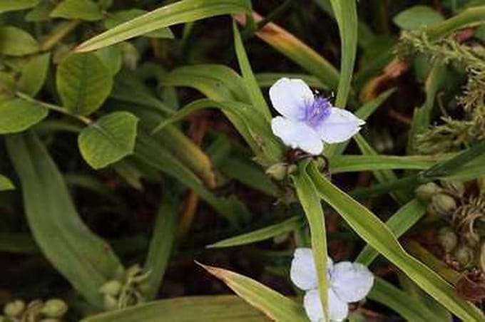 6x Eendagsbloem - Tradescantia (a) 'Osprey' | 9x9 cm pot