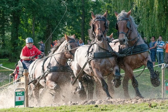 Trekpaarden TW26 - Canvas - Ton van der Weerden - 70 x 100 cm