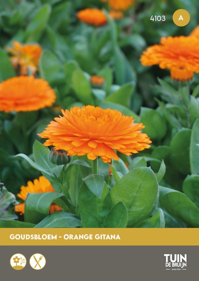 Tuin de Bruijn Goudsbloem Orange Gitana - Bloemzaden - 90 Zaden