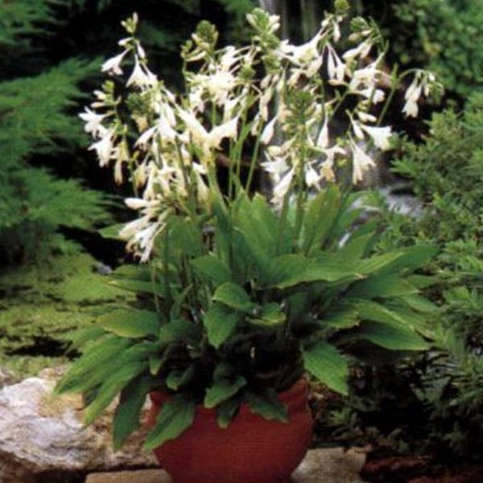 6 x Hosta Sieboldiana 'Snowflakes' - Hartlelie pot 9x9cm