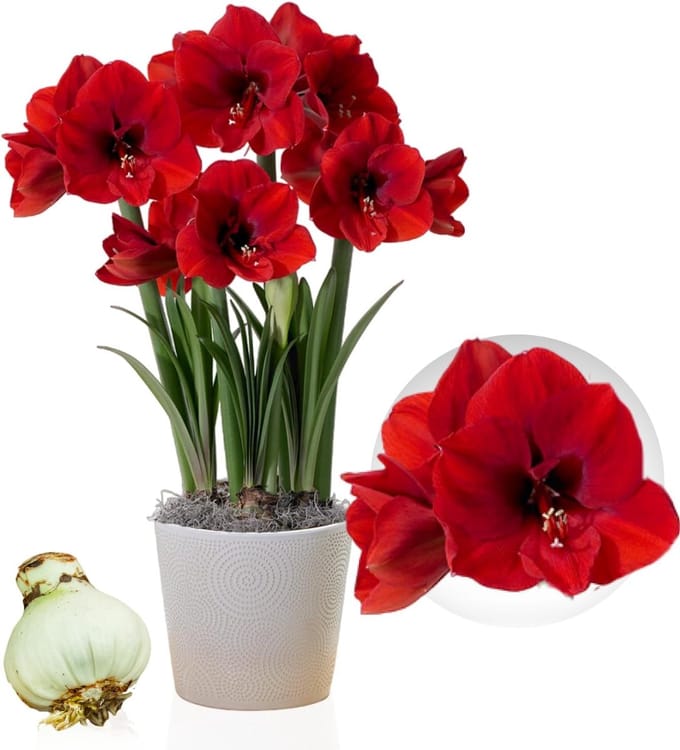 Amaryllis Bol - Red Lion - Bloembollen - 1 stuk - Rood - Bloem bollen