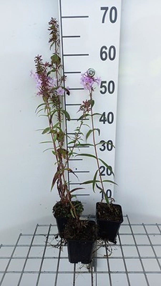 6x Vlambloem - Phlox (m) 'Rosalinde' | 9x9 cm pot