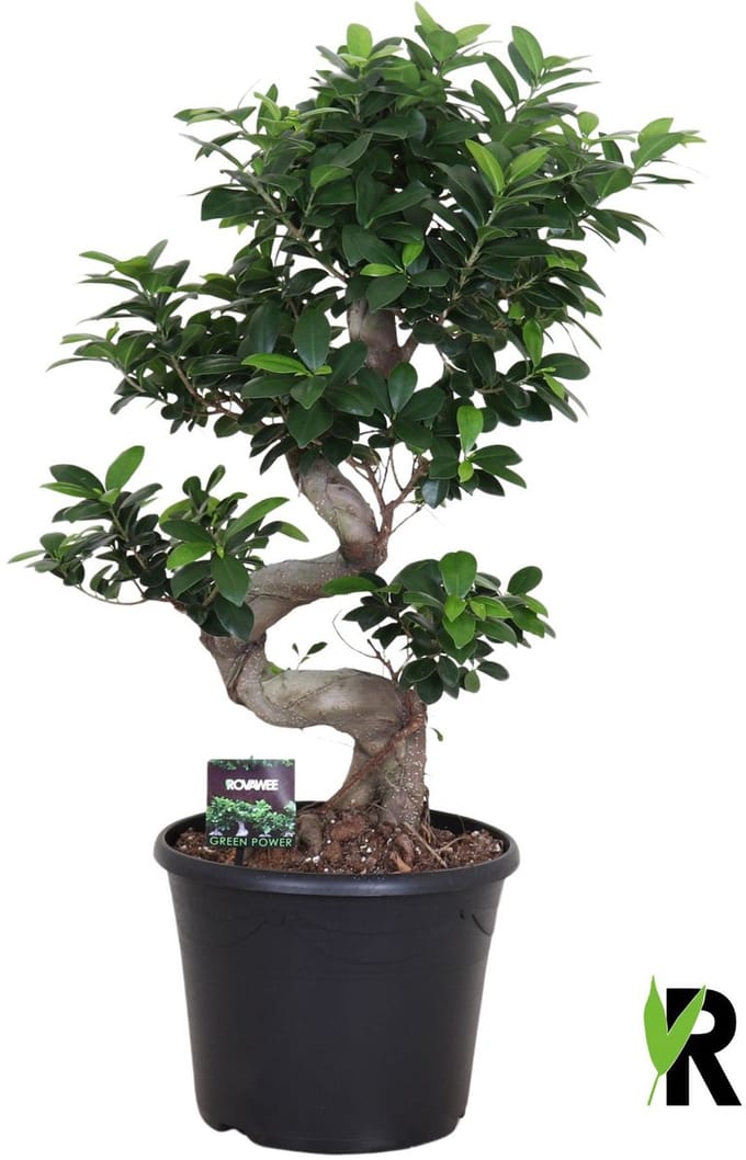 Ficus Microcarpa S-type in sierpot 90 cm – Kamerplant – Vers Van De Kweker – Potmaat Ø30 cm